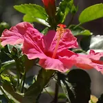 Nocleg ze śniadaniem Fiore Pesaro