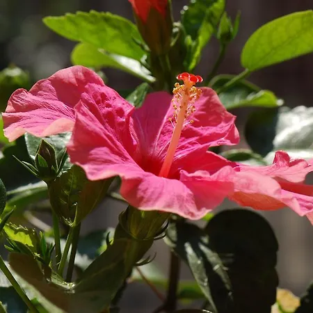 לינה וארוחת בוקר Fiore פסארו