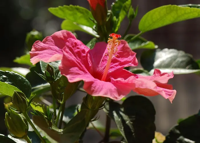 Bed and Breakfast Fiore Πέζαρο